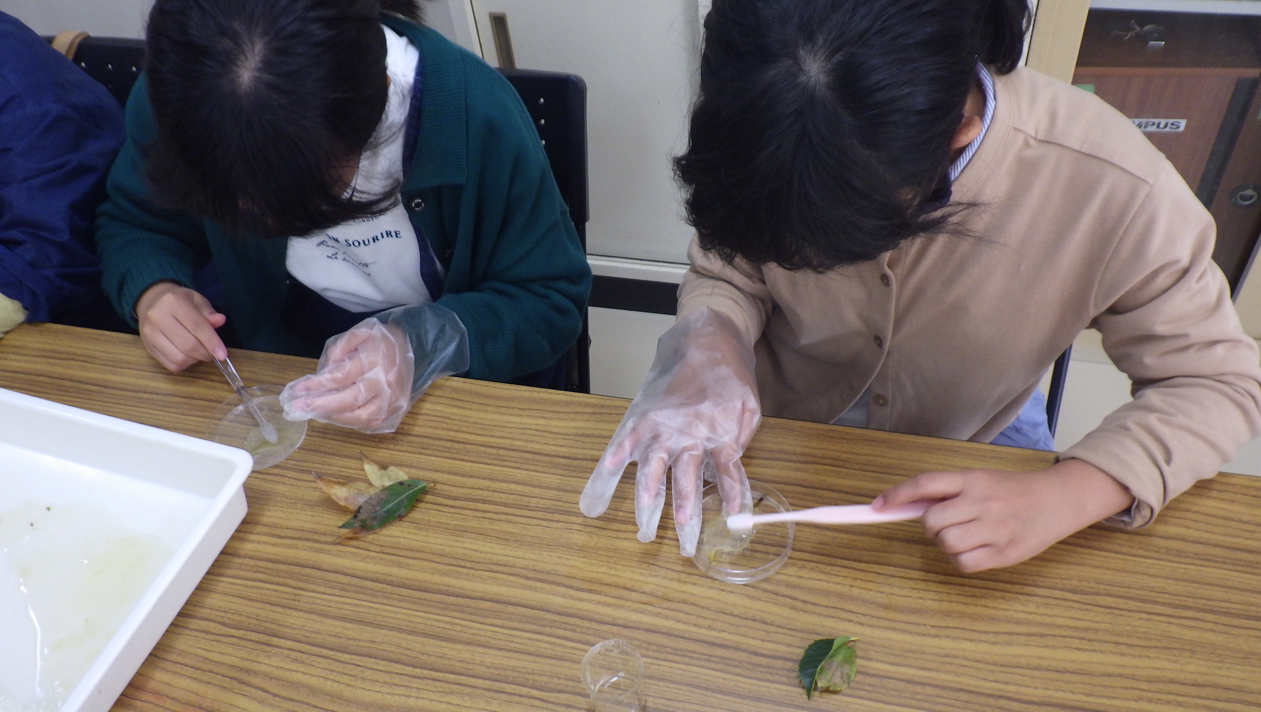 葉脈標本アクセサリーを作ろう！