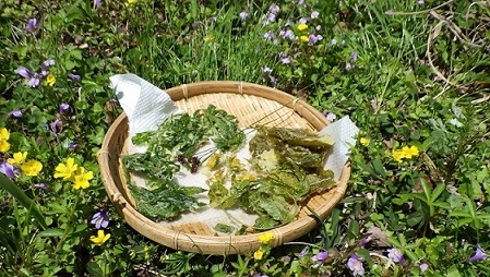 山菜調べと味比べ~食べて美味しい?食べたらヤバイ!?~【受付終了】