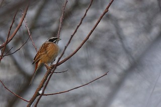 初心者のための自然観察会「冬鳥観察会」