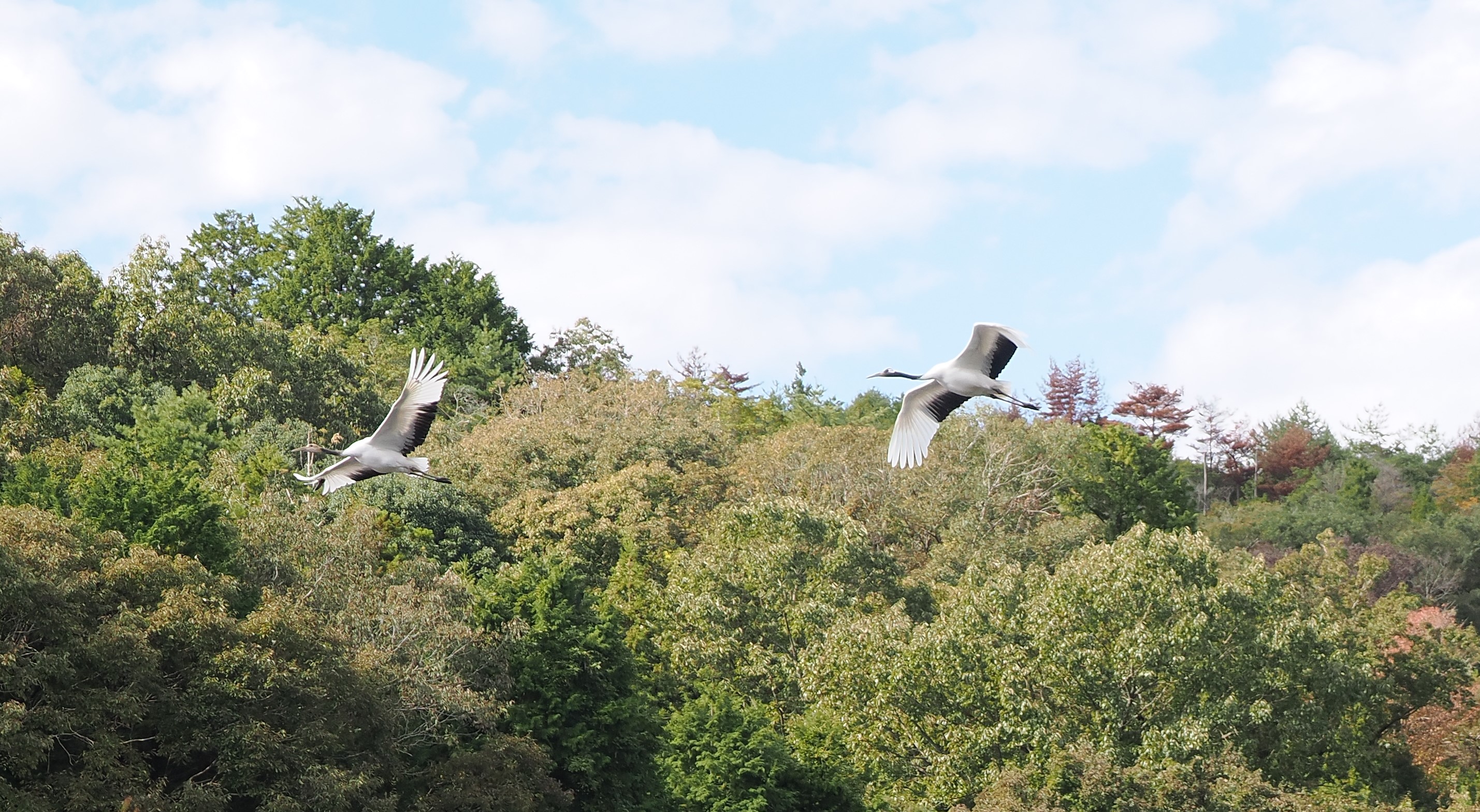 タンチョウのヒナ♀の名前は「ツムギ」に決定！