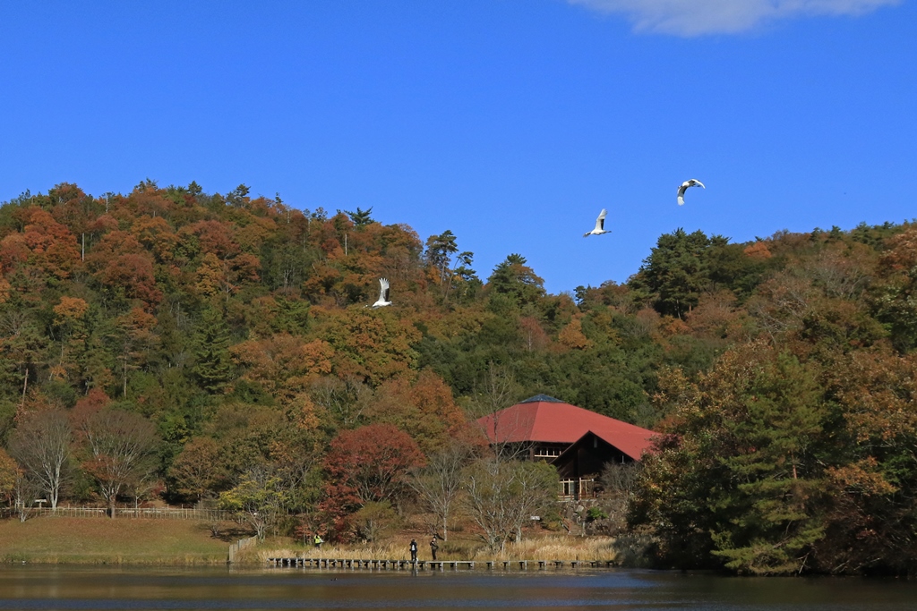 新春タンチョウ散策　2026/1/10(土)、11（日）、12(月・祝)