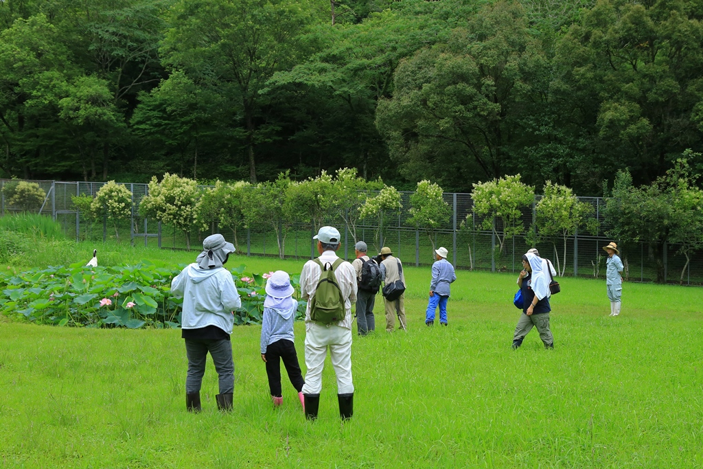 7月21日開催「蓮と丹頂の鑑賞会2」