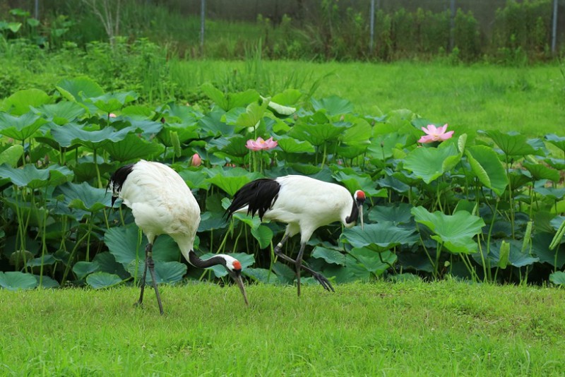 蓮とタンチョウ撮影会