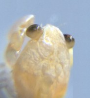 チリメンモンスターを探せ！