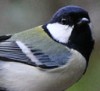 観察イベント「早朝探鳥～鳥たちのコーラス～」
