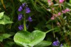 初心者のための自然観察会「秋の花の彩り」