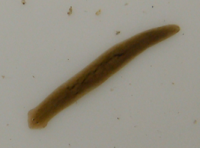 分身の術を使う生きもの「プラナリア実験教室」