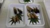 昆虫食、みんなで食べれば怖くない（セミ編）【受付終了】