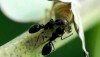 自然保護センター友の会講演会「生物生態写真映像の世界」