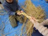 体験イベント「しめなわ作り」【受付終了】