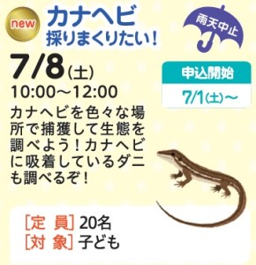 カナヘビ探しまくりたい！【受付終了】