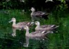観察イベント「池のまわりの野鳥」【受付終了】