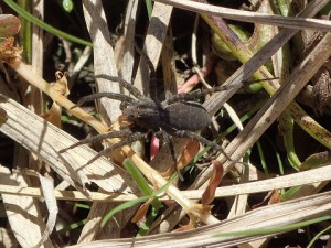 満喫自然体験「スパイダー観察会」
