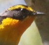 観察イベント「早朝探鳥～鳥たちのコーラス～」