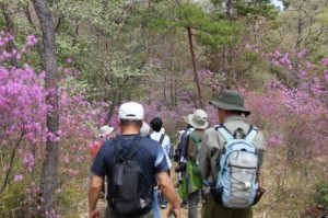 満喫自然体験「春の草花ウォーキング」【受付終了】