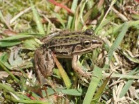 観察イベント「カエル観察会」
