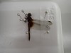 社会人大学 生物学部「昆虫学科」（全5回）