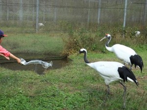 満喫自然体験「タンチョウ餌やり体験＆記念撮影」