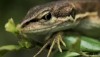 自然保護センター友の会講演会「生物生態写真映像の世界」