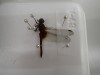 社会人大学 生物学部「昆虫学科」（全5回）
