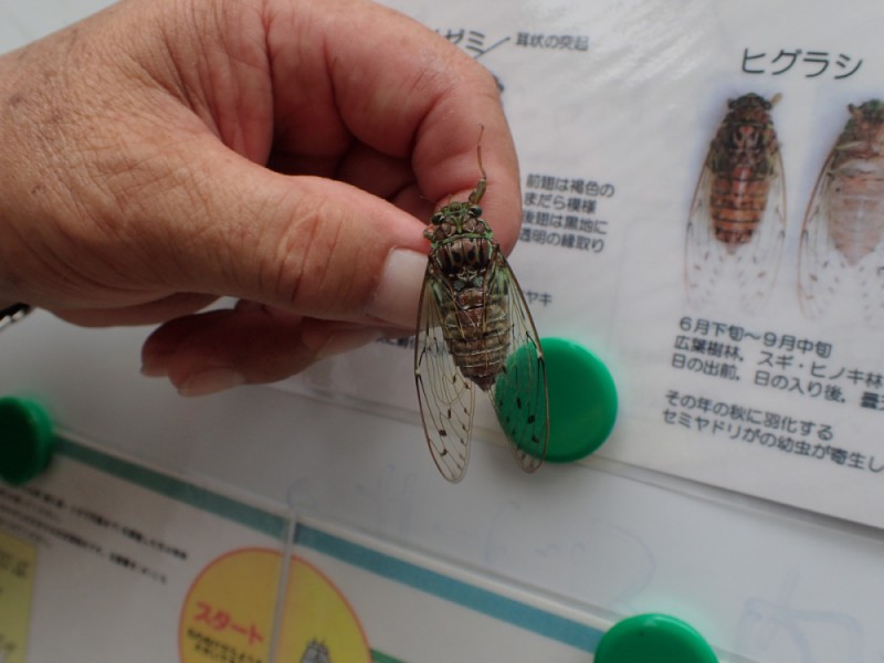 初心者のための自然観察会「セミせみ調査隊♪」