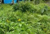 無農薬！家庭菜園はじめるぞ～！