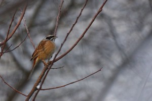 初心者のための自然観察会「冬鳥観察会」