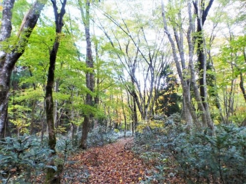 岡山県自然保護センター友の会現地集合観察会「毛無山山麓　セラピーロードで紅葉のブナ林を楽しもう！」【受付終了】