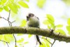 満喫自然体験「早朝探鳥―鳥たちのコーラスー」