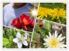 春の草花で遊ぼう！