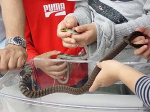 ヘビ使いに弟子入り！～京都大学教授からヘビの不思議を学ぼう！～