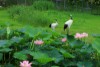 「蓮と丹頂の鑑賞会2」