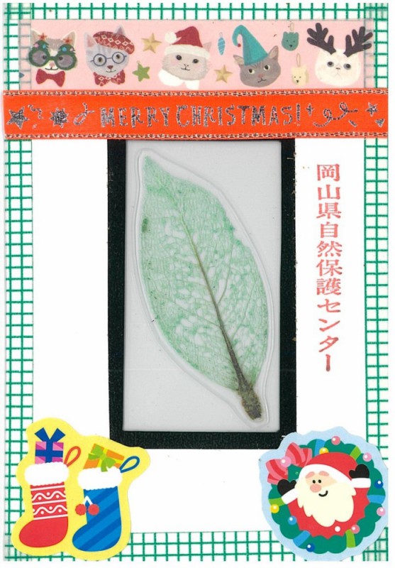 葉脈標本のクリスマスカードづくり