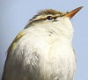 観察イベント「早朝探鳥～鳥たちのコーラス～」