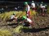 満喫自然体験「たんぼ体験（稲刈り）」