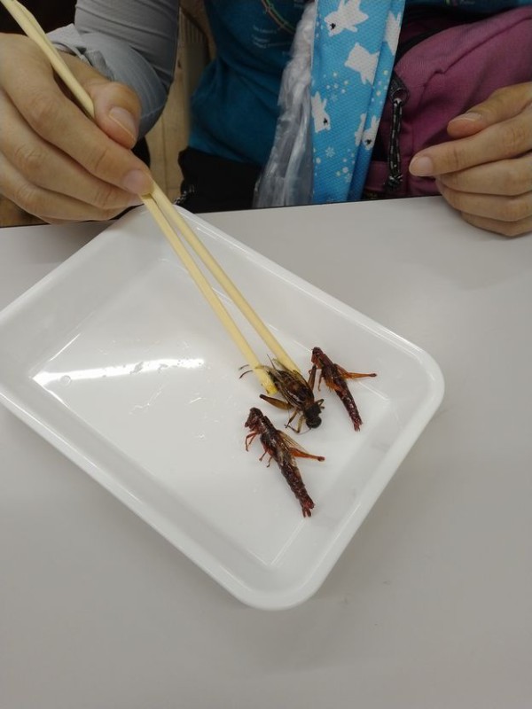 昆虫食、みんなで食べれば怖くない～バッタ編～【受付終了】
