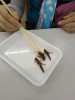 昆虫食、みんなで食べれば怖くない～バッタ編～【受付終了】