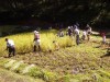 もちろん鎌で稲刈りだ