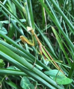 初心者のための自然観察会「カマキリ見つけ隊！」