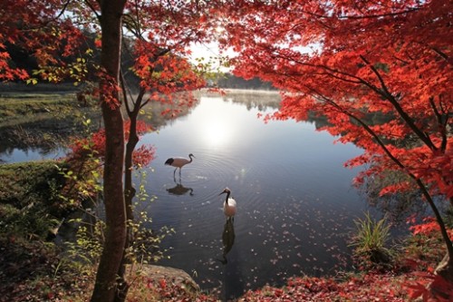 「紅葉とタンチョウ」撮影会（11/30）