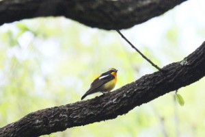 生きもの発見隊2018（岡山県自然保護センター友の会行事）