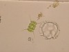 プランクトン初心者講座～見えない生きものの不思議～