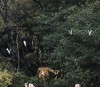 飛ぶタネって、すごい！