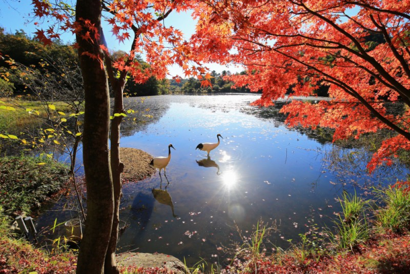 紅葉の不思議～何で葉っぱが赤くなるの？～