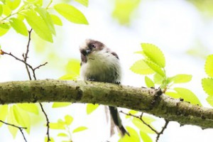満喫自然体験「早朝探鳥～鳥たちのコーラス～」