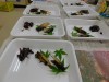 今年の夏はセミグルメ！【受付終了】