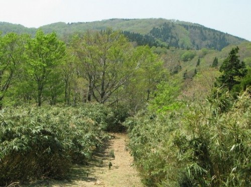 岡山県自然保護センター友の会現地集合観察会「新緑の県立自然公園を歩こう」【受付終了】