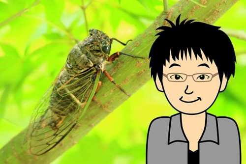 昆虫食、みんなで食べれば怖くない（セミ編）
