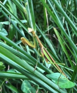 観察イベント「カマキリ見つけ隊！」