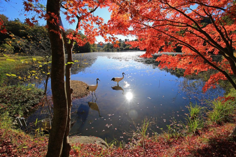 紅葉とタンチョウ撮影会